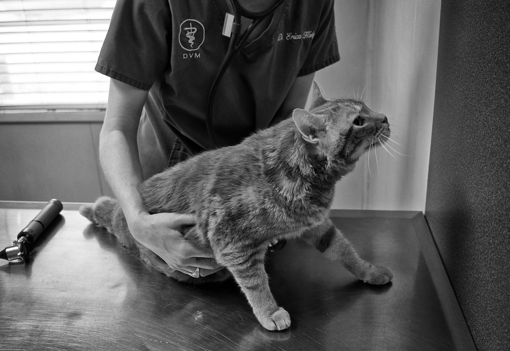 Adult Cat Health Checkup Checklist