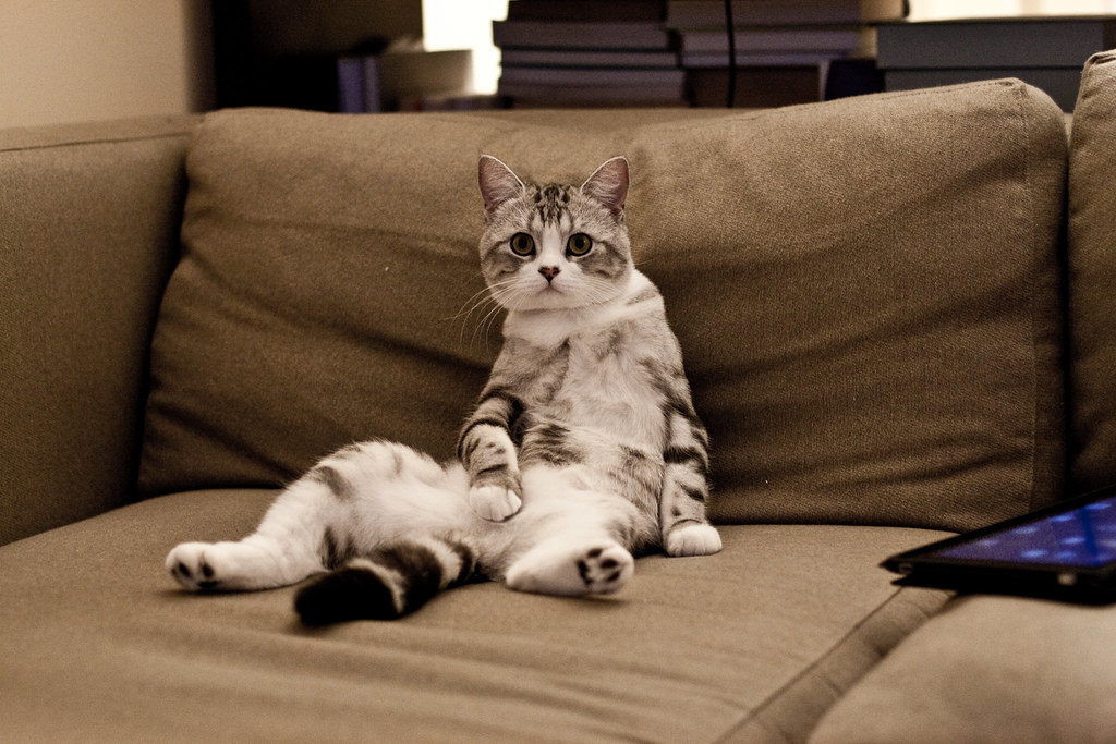 Constipation & Digestive Issues in Indoor Cats: Signs & How to Manage It