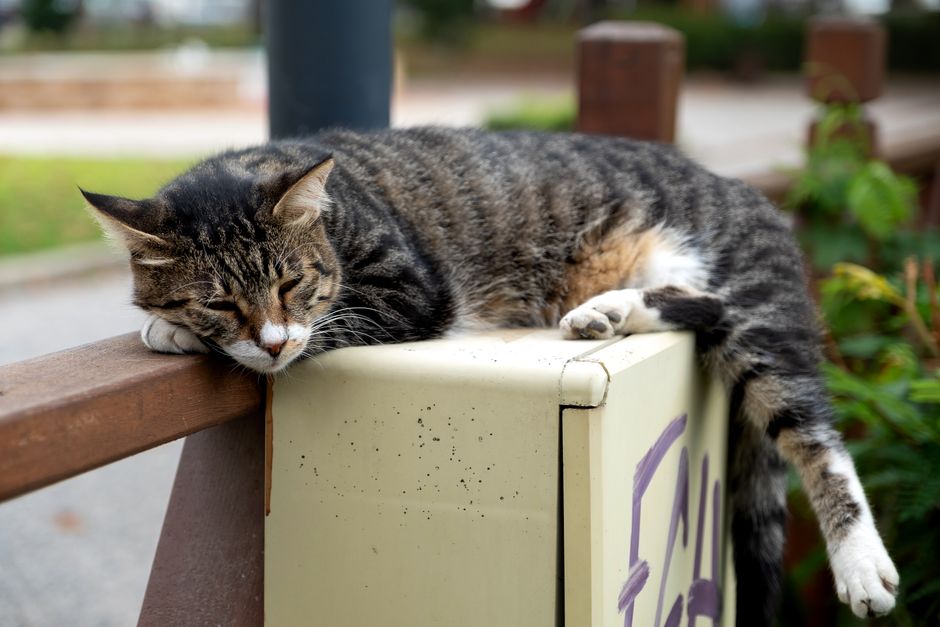 Senior Cat Health: What Changes as Your Cat Ages