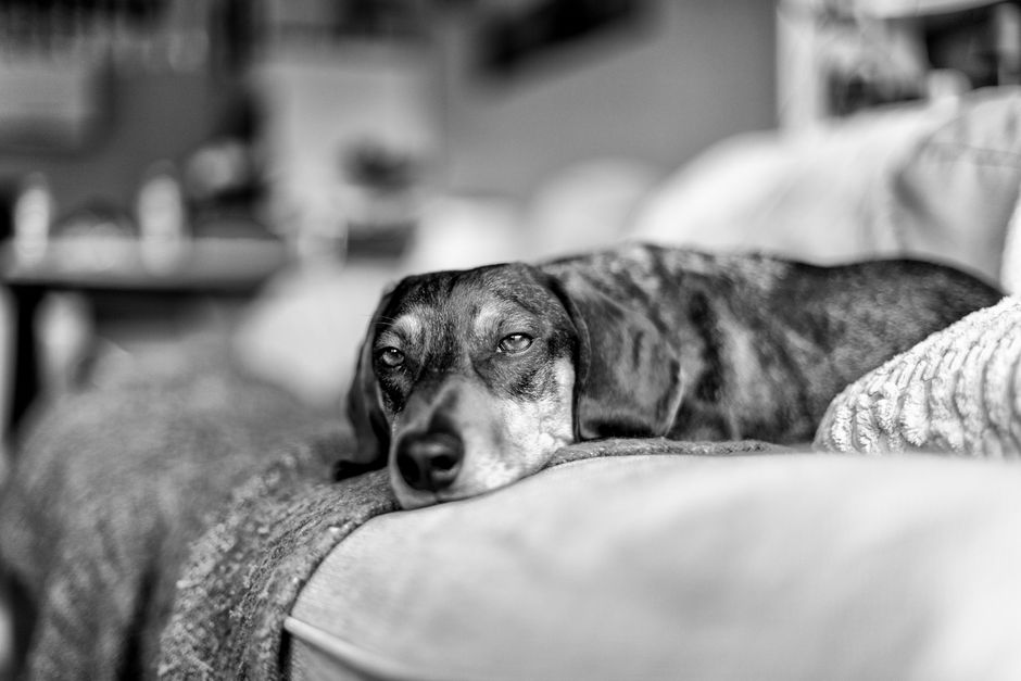 Dental Care in Senior Dogs: The Complete Guide (All Breeds)