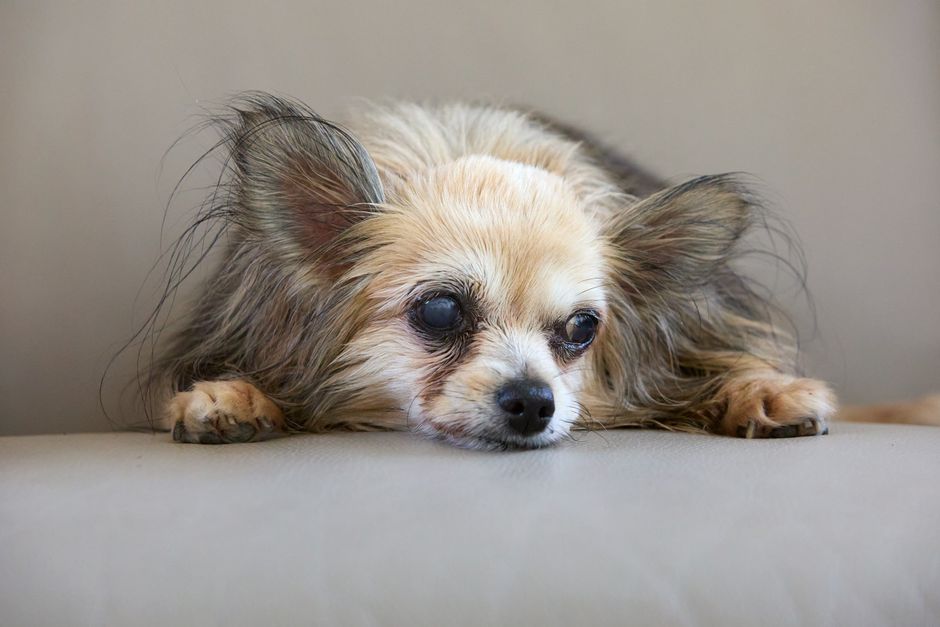 Pet Insurance 101: Is It Worth It for Dogs and Cats?