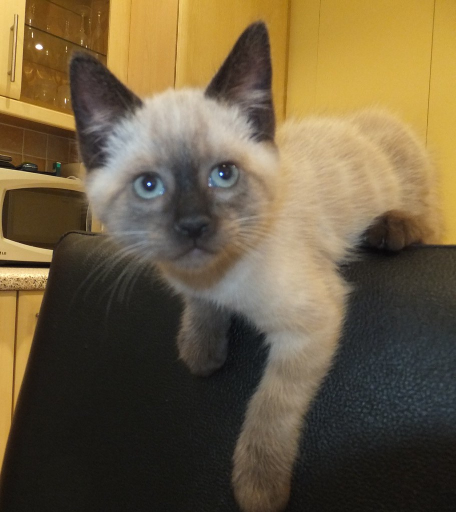 Complete Health Guide for Kittens