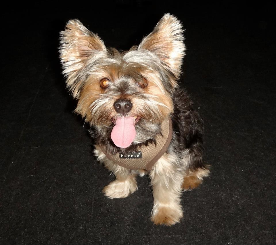 Two Ramps Failed My Five-Pound Yorkie — So in 2012 I Built the Third