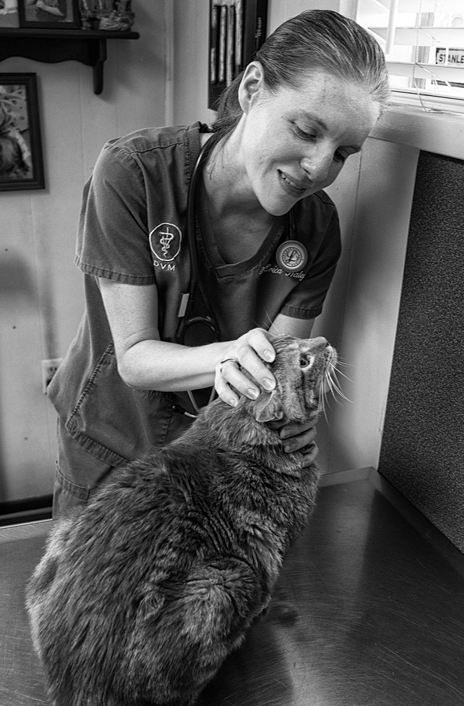 Urinary Blockages in Senior Male Cats: A Veterinary Emergency Every Owner Should Recognize