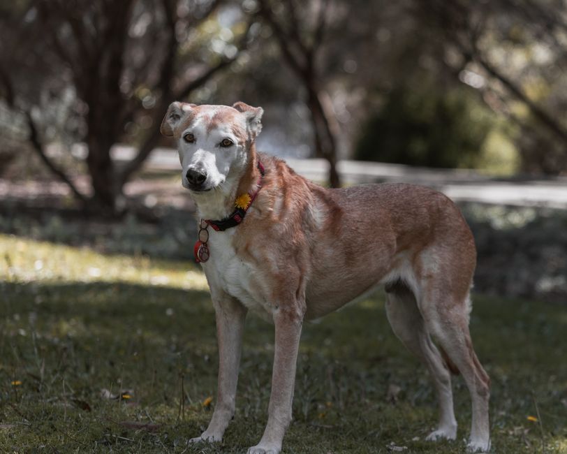 Hearing Loss in Senior Dogs: Signs, Causes, and How to Help (All Breeds)