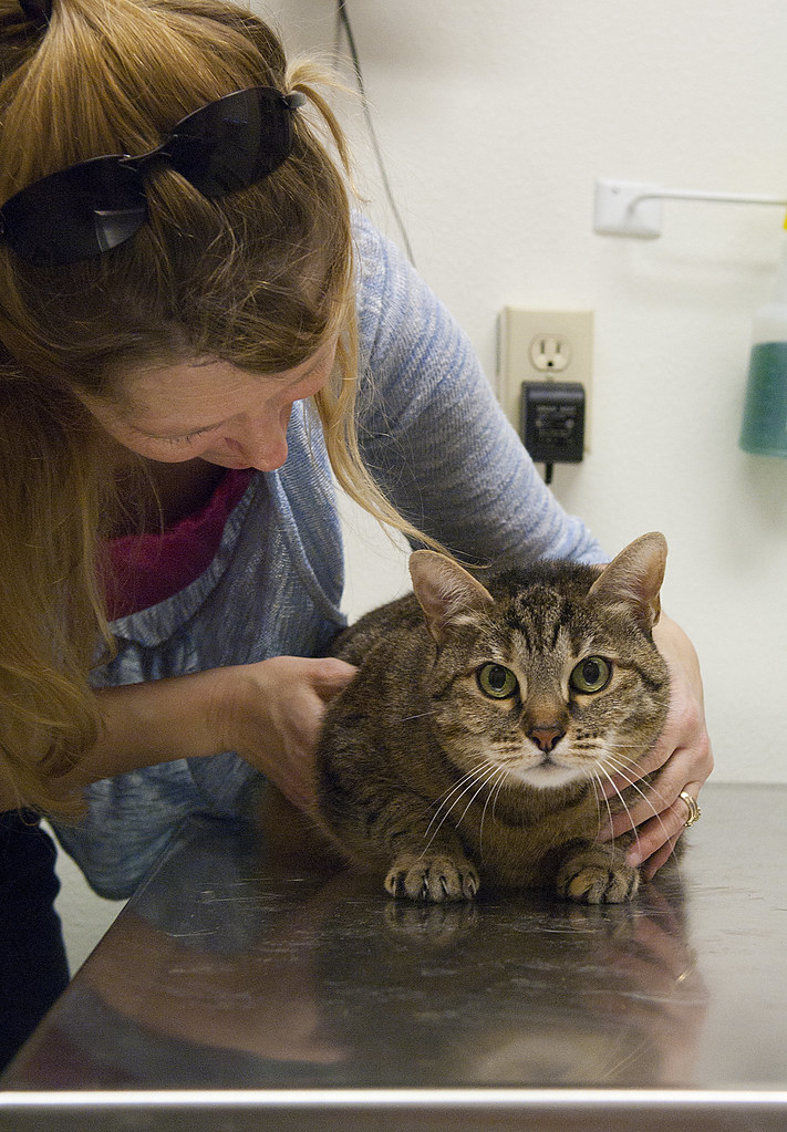 How to Catch Kidney Disease Early in Senior Cats