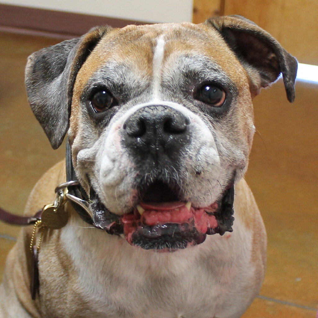 Vision Loss in Senior Dogs: The Complete Guide (All Breeds)
