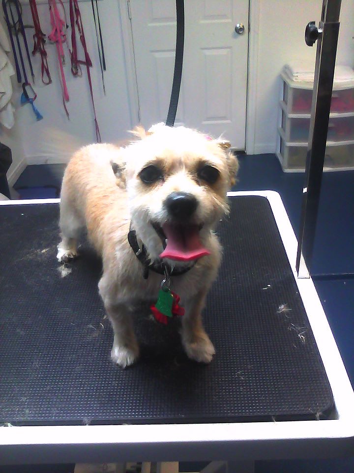 How to Choose a Good Groomer for Your Senior Dog or Indoor Cat