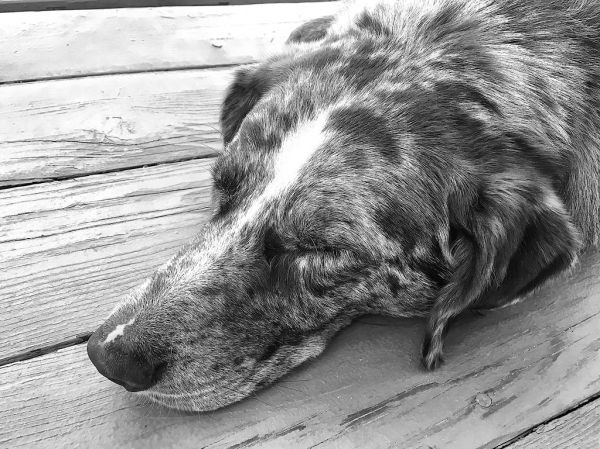 Weight Management & Obesity in Senior Dogs: The Complete Guide (All Breeds)